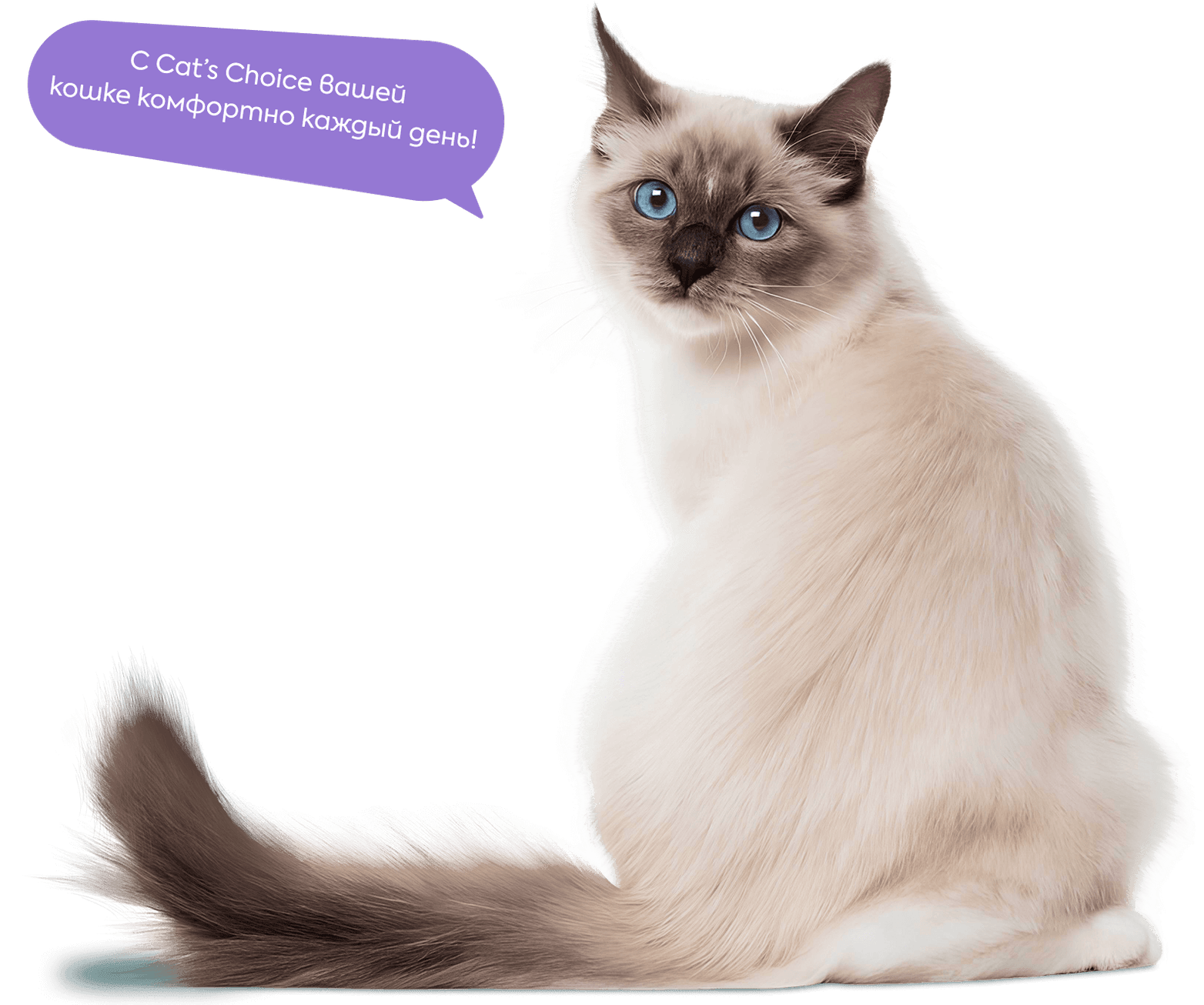 Кошка колор-пойнт и фраза: с Cat’s Choice вашей кошке комфортно каждый день