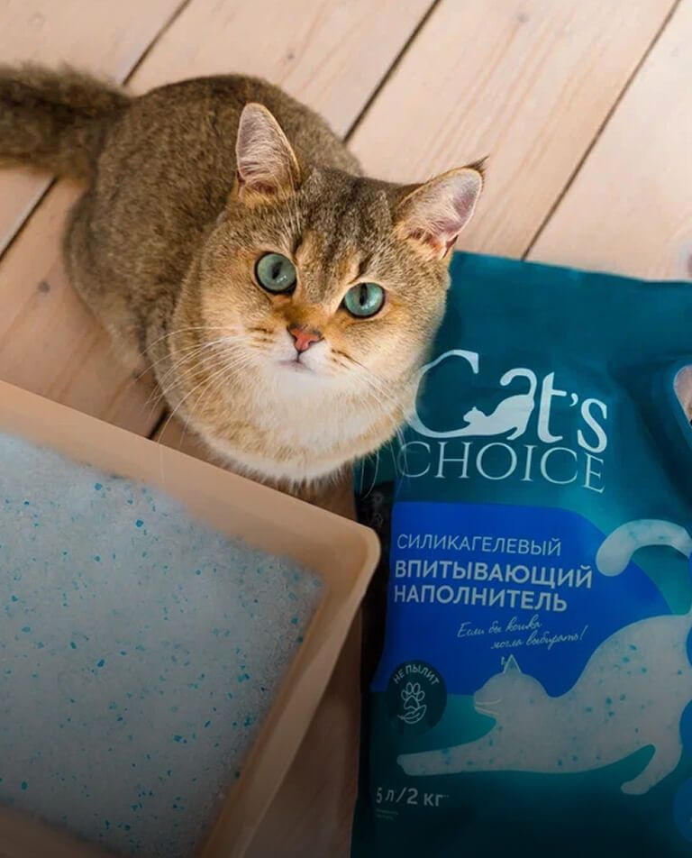 Кошка у лотка с силикагелевым наполнителем Cat’s Choice